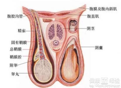 关于睾丸的最新消息，健康与科学的探索