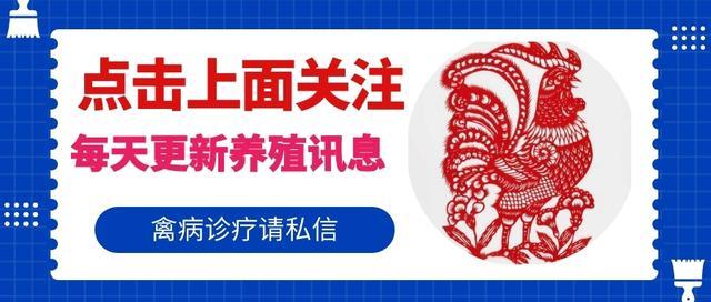 全国毛鸭最新报价动态分析