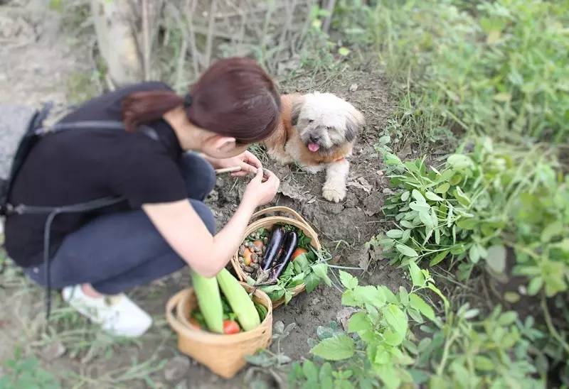 最新田园生活，种种田生生崽的乐趣与挑战